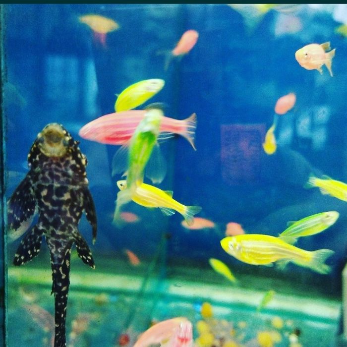 Рыбки в Афалине.АльФараби Навои