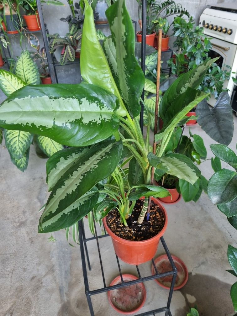 Комнатное растение, Aglaonema. За растением Легко ухаживать