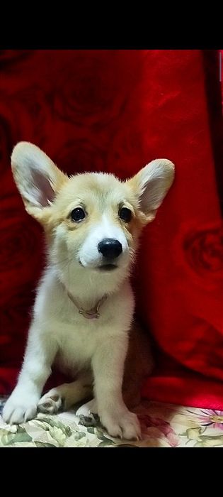 В продаже девочка вельш пемброк корги.