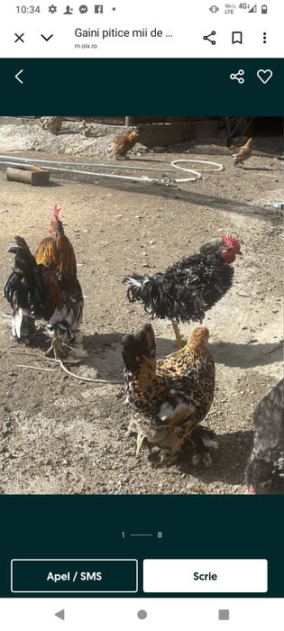 Vând găini pitice mii de flori București