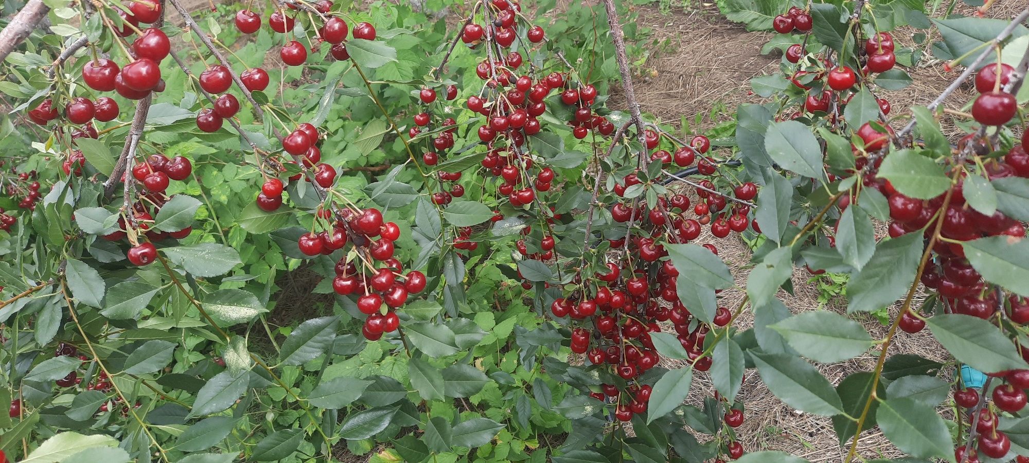 Продам вишню домашнюю