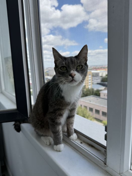 Пристраиваю кота