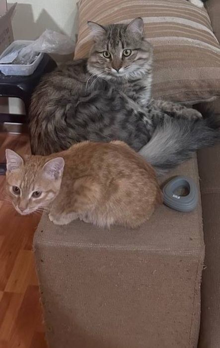 В подарок !!! в добрые руки