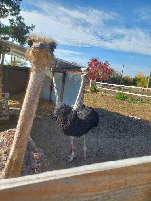 Щрауси мъжко и женско