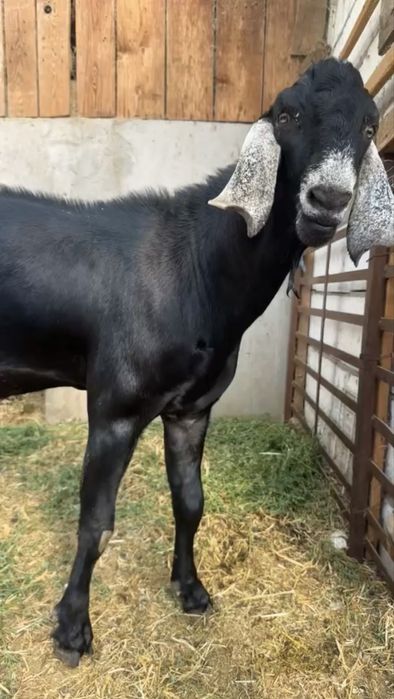 Țap Anglonubian, cu pedigree sau schimb cu cereale