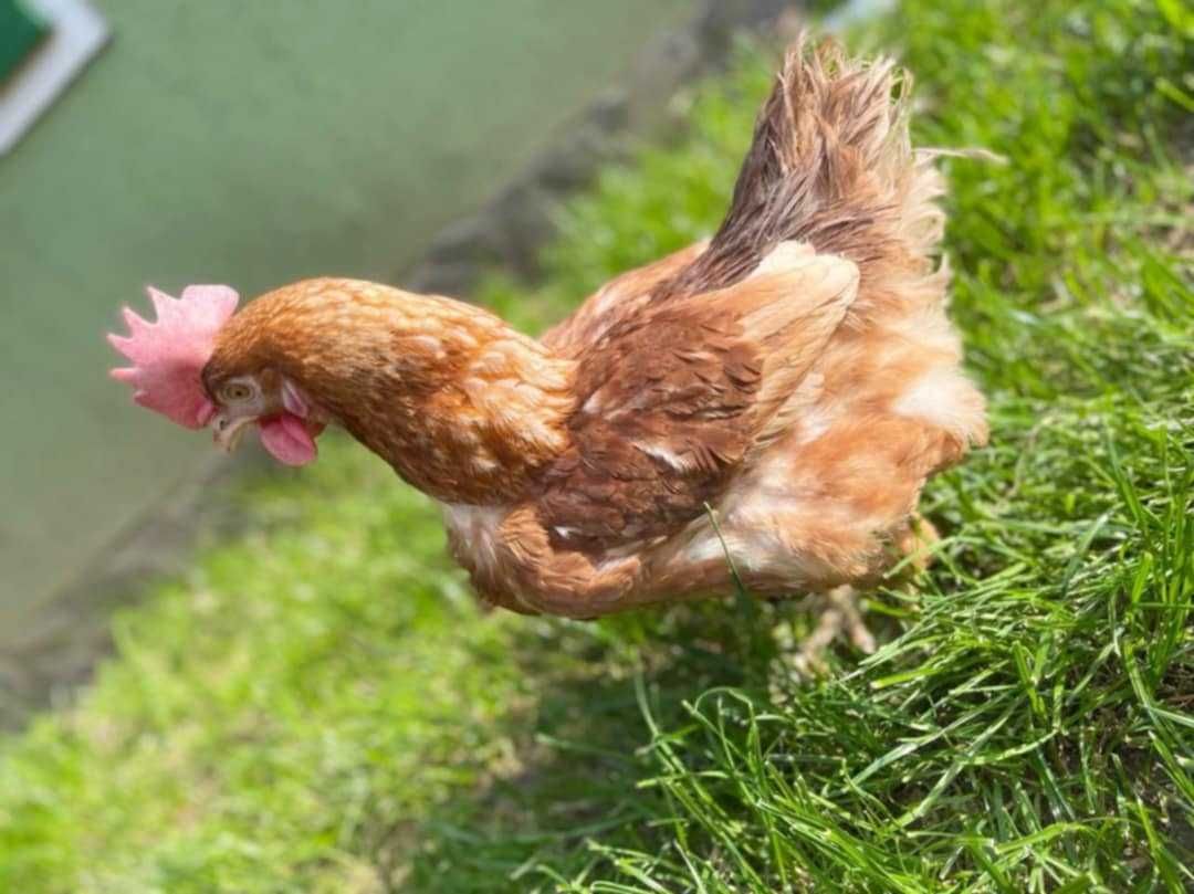 Gaini ouatoare tinere vârstă 10 luni !!
