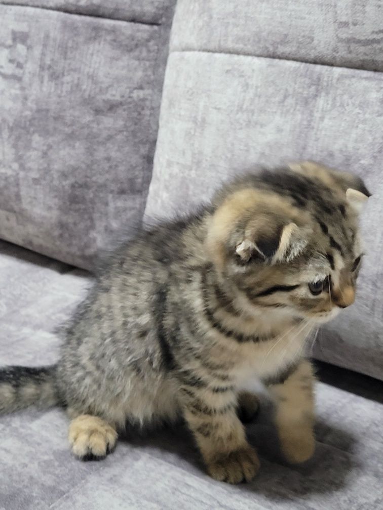 Scottish fold soglom