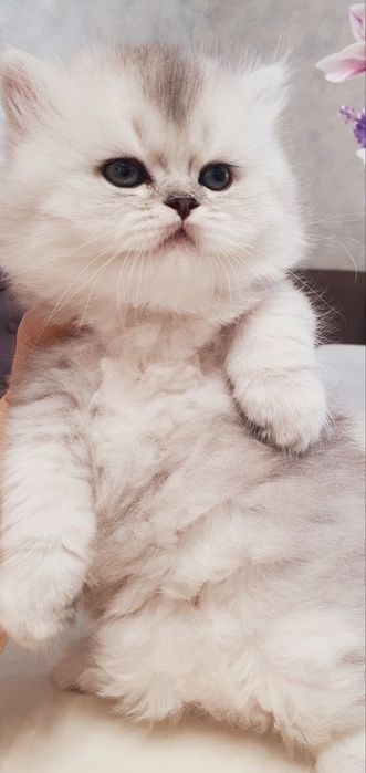 Продается котята.Зотли мушукча сотилади