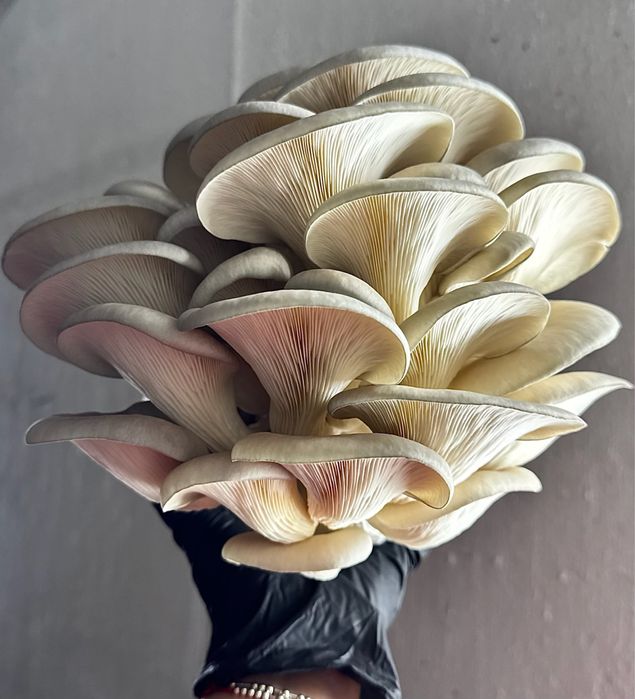 Грибы вешенки оптом/в розницу