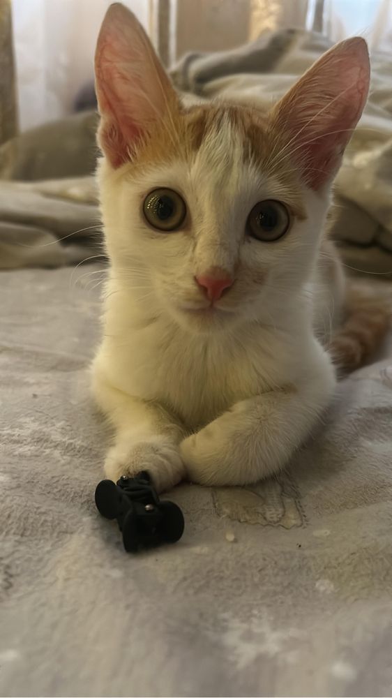 Отдаю котика в добрые руки!