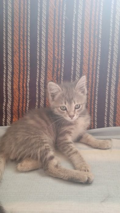 Котёнок 2 месяца