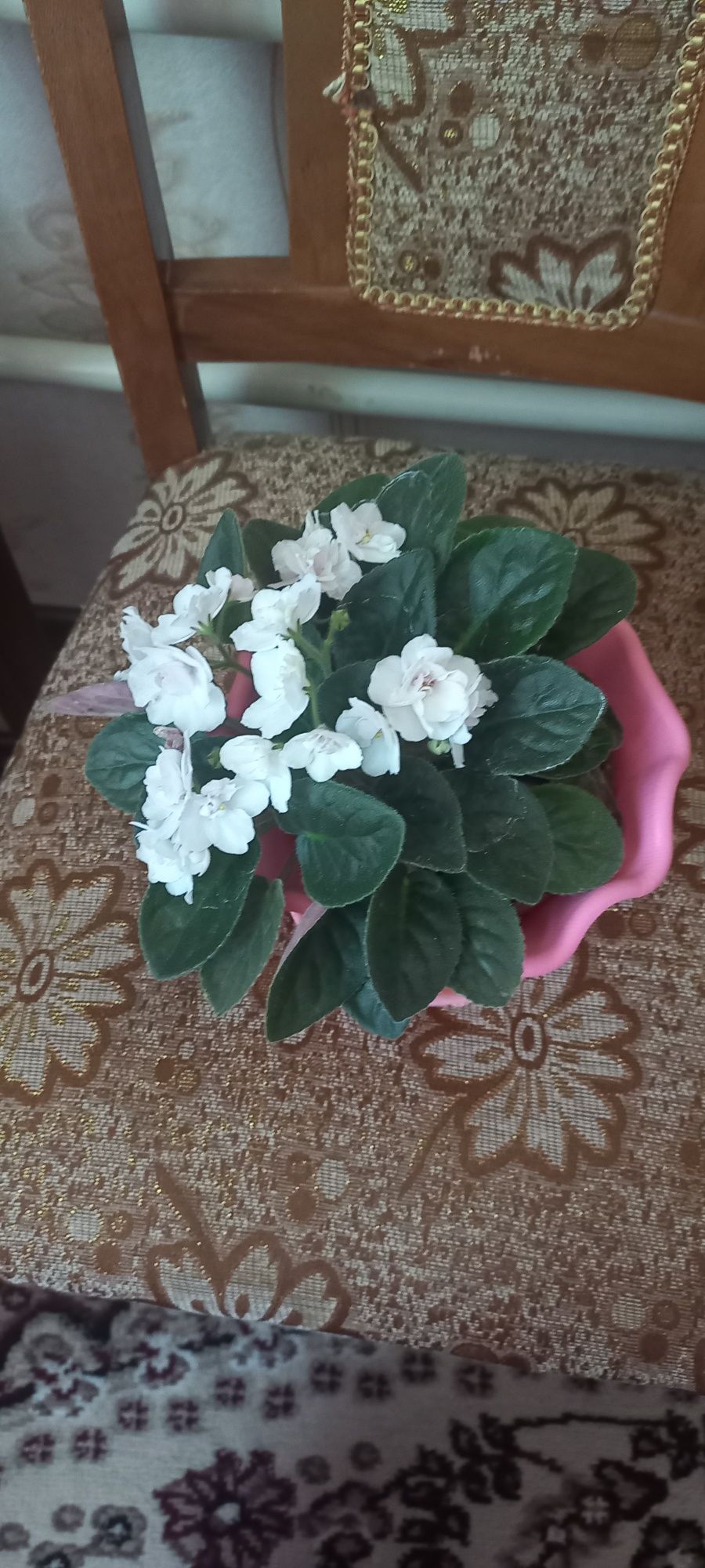 Фиалки цвет разный