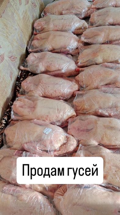 Продам мясо гуся и Мёд из Северного Казахстана