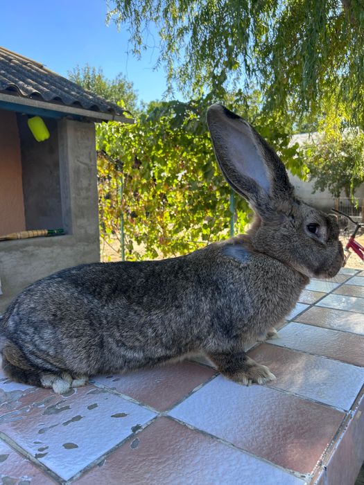Mascul de 9 luni si femela de 11 luni cu tatuaj!