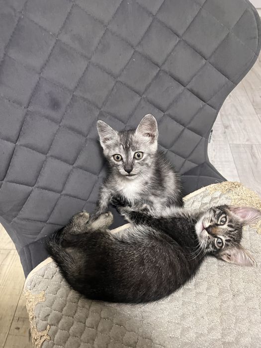 Дарю котят крысоловов 2,5 месяца