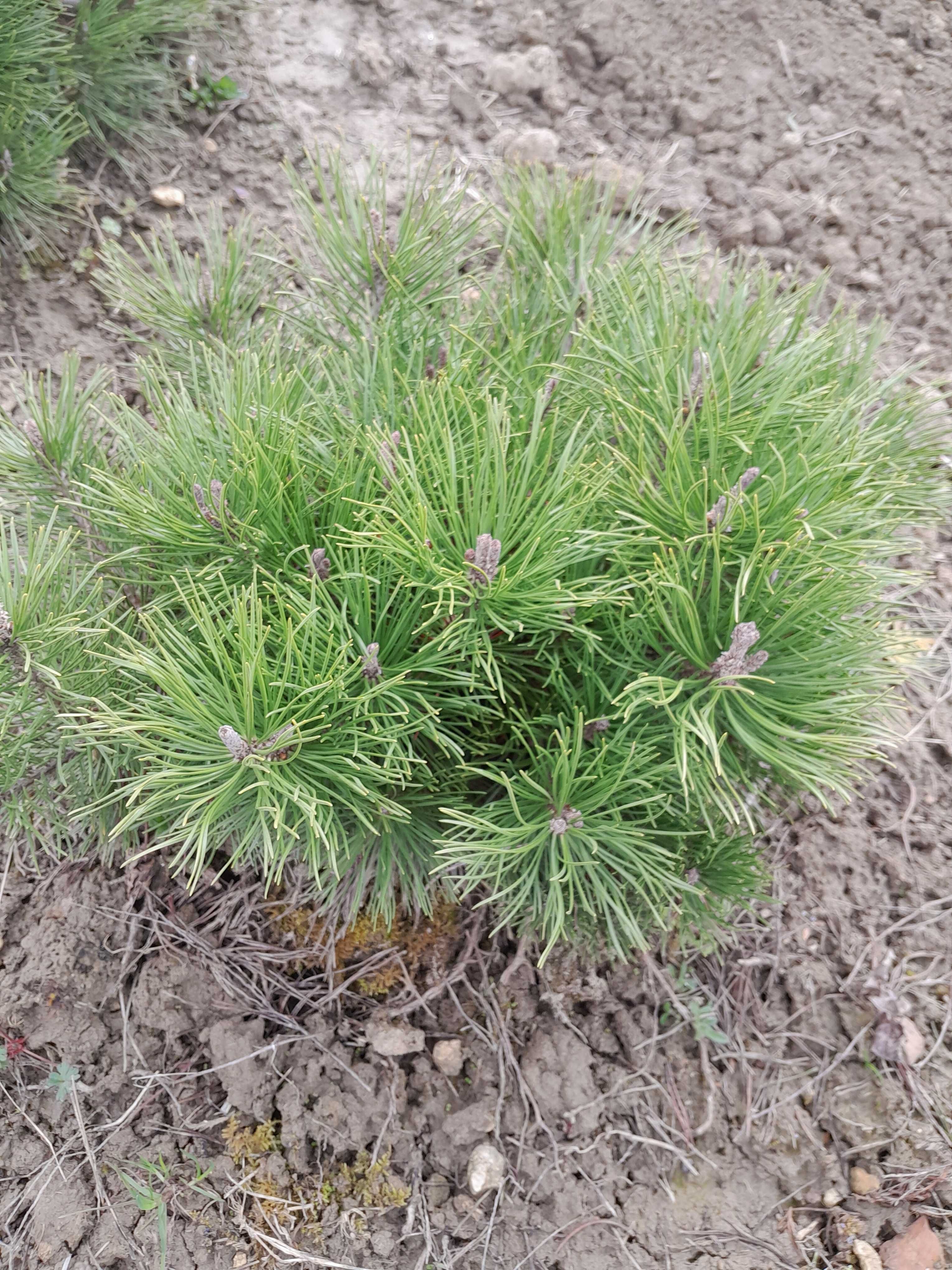 Pin pitici,Pinus mugo mughus