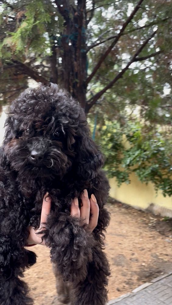 Той пудел / Toy poodle