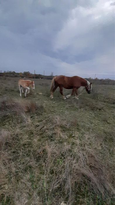 Iapa cu manz de vanzare