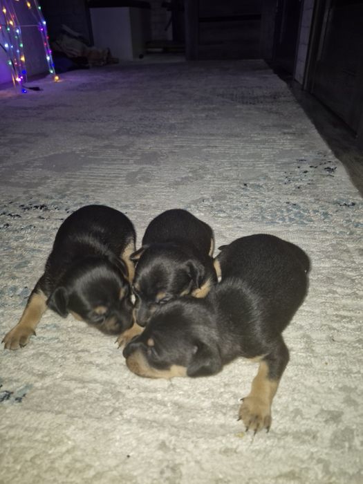 Продам щенков той терьера