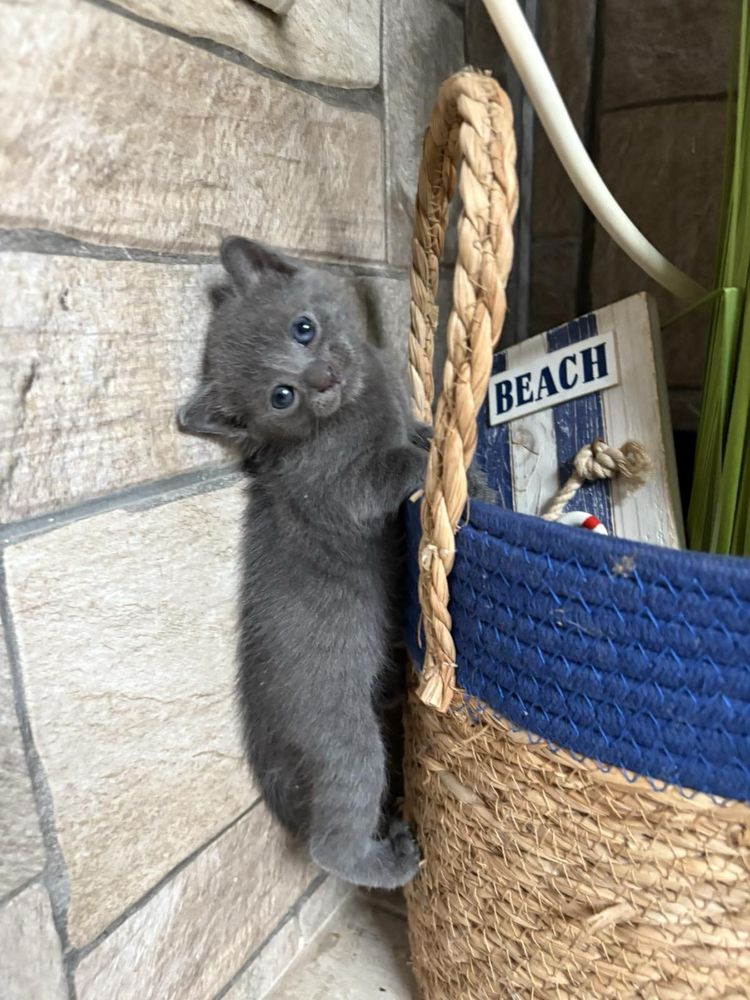 Подарявам 4 котенца