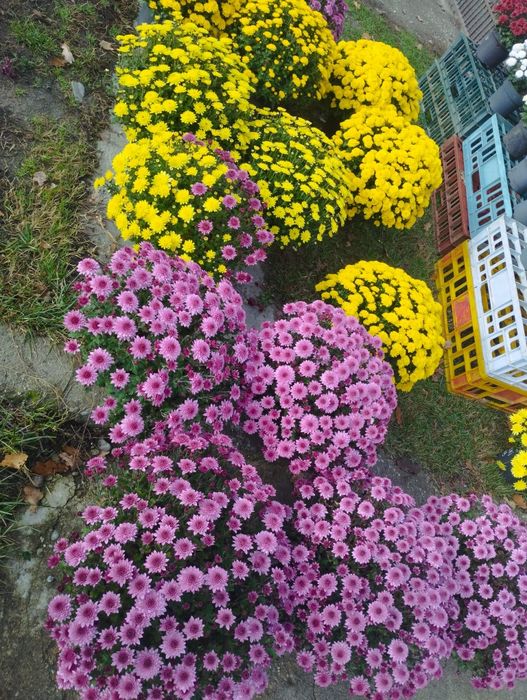 Crizanteme la ghiveci