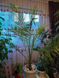 Ficus elastica și palmier Phoenix canariens