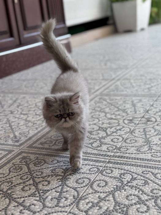 Продается породистый котенок