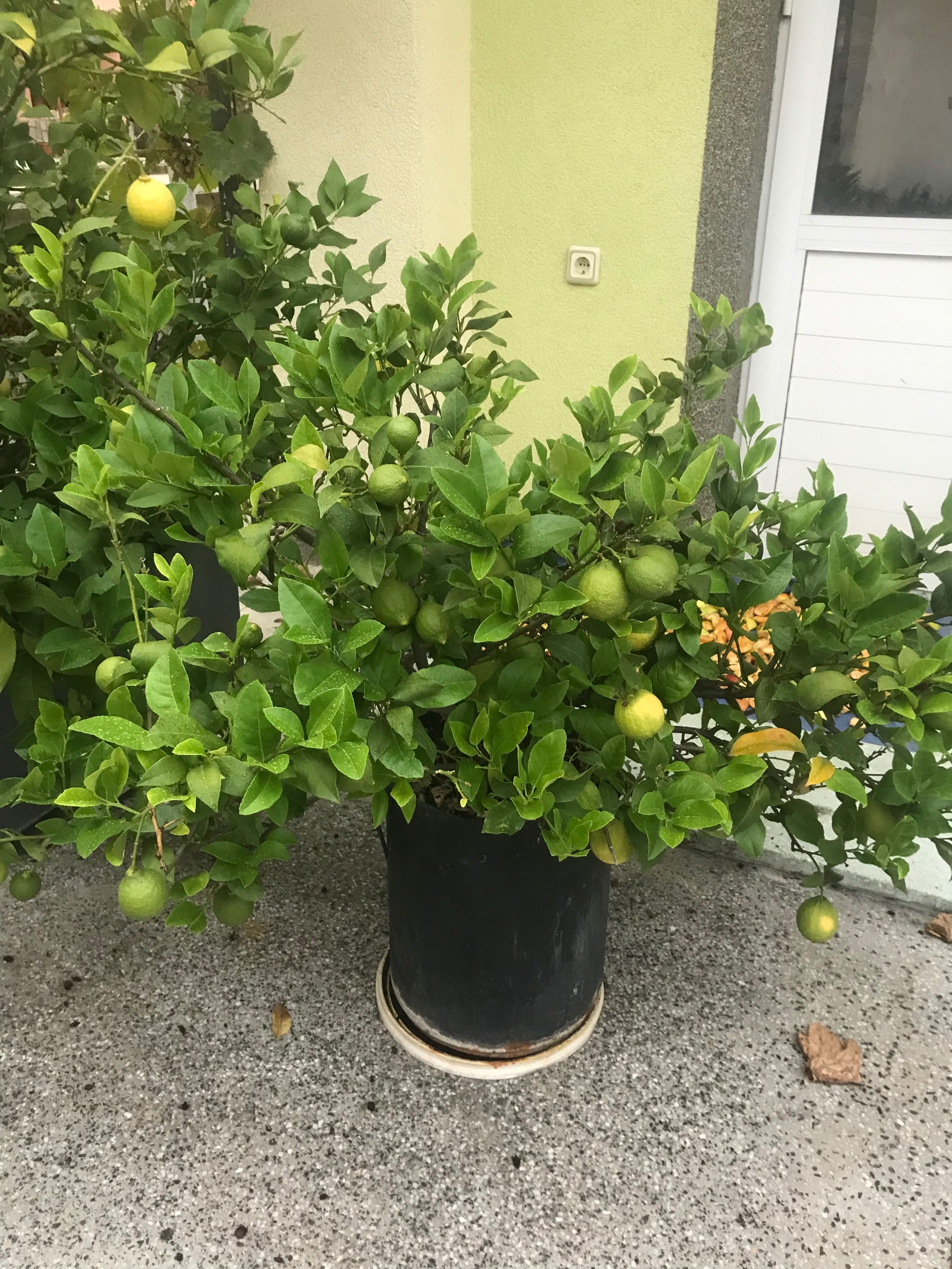 Лимонени дръвчета