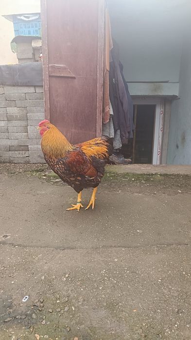 Cocoș wyandotte gsg