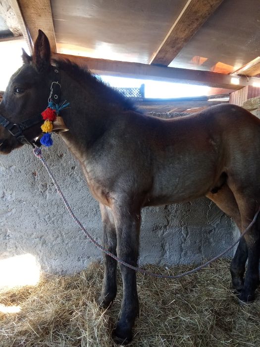 Vând un mânz de 4 luni jumate