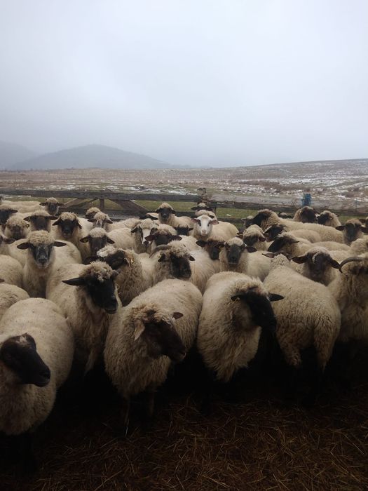 Vând oi tinere metis suffolk și hemsir