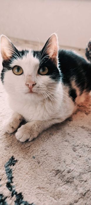 Мушук бор йахши инсонларга текинга берилади