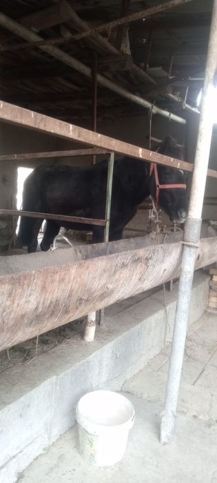 Moda toy sotiladi yeb yurgan toy