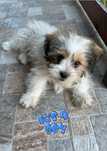 Băiețel Shih Tzu