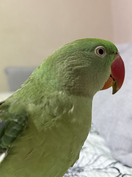 Александрийский попугай