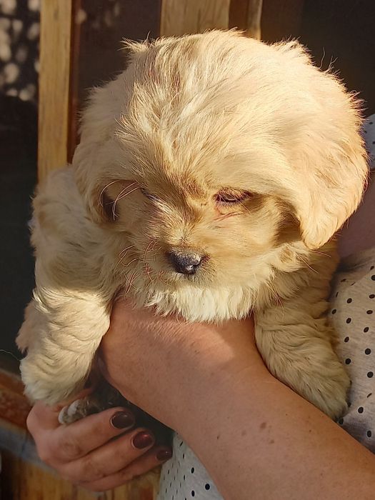 Продаю щенят в хорошие руки