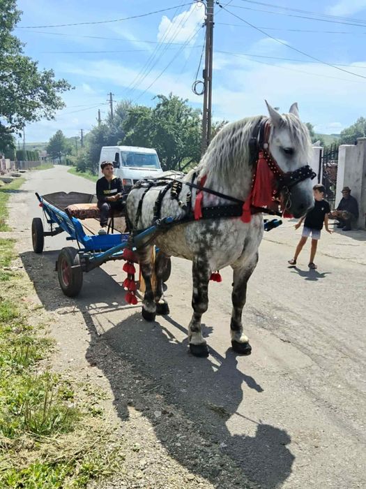 Vând iapa sura de 5 anii
