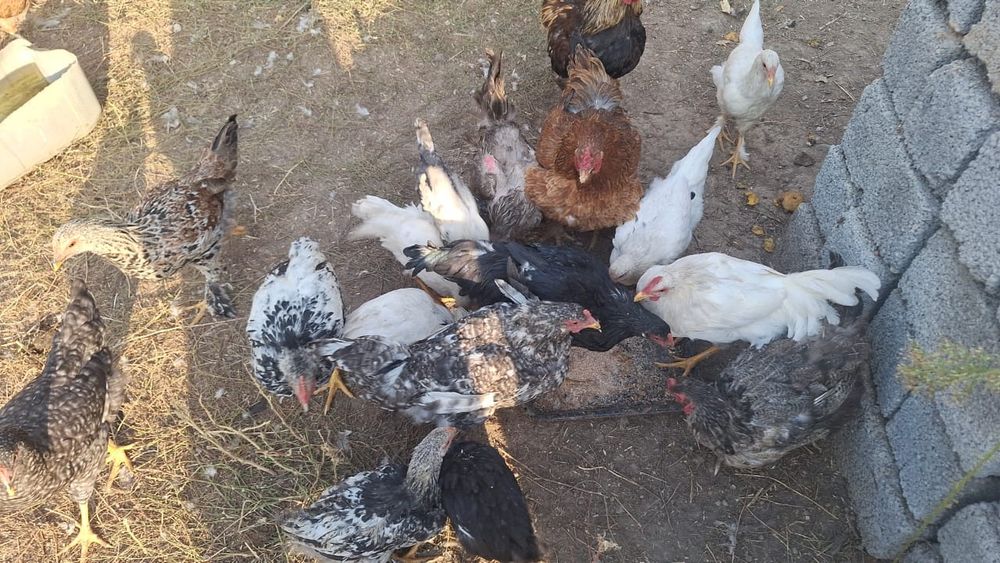 Тауық  сатылады.