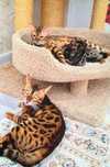 Чистокровные бенгальские котята