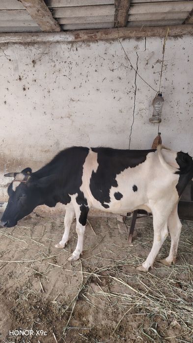 Ona bola sigir sotiladi