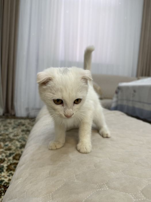 Mushuk sotiladi