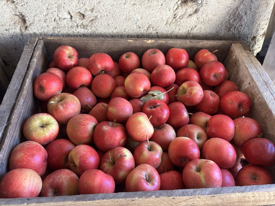 Mere Ionagold si Florina