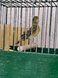 Canari femele rasa spaniola