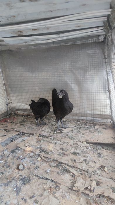 Qora tovuq jo'jalari 5 dona 4,5 oylik donasi 200 000 hammasini sotaman