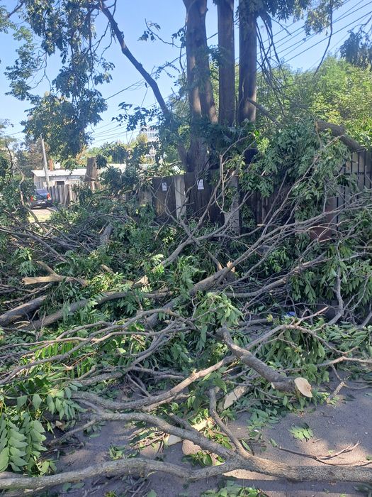 Toaletare Arbori/Defrișări/Tuns Iarbă La cel mai Preț.