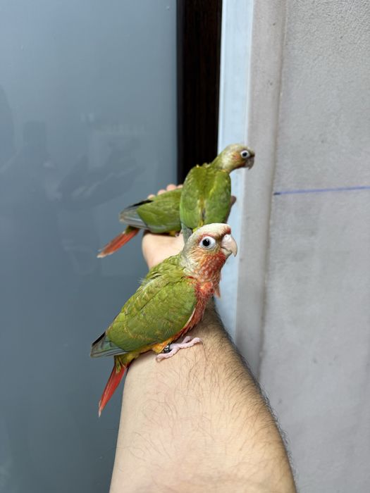 Papagali vorbitori pyrhurra pyrrhura pui blanzi pirura