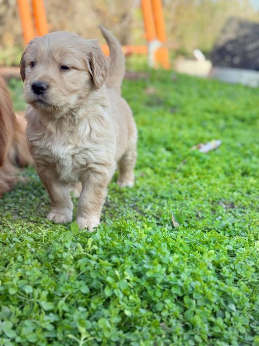 Голдън ретривър кученца