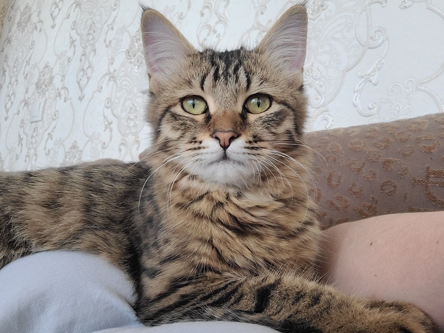 Кизбола мушук текинга
