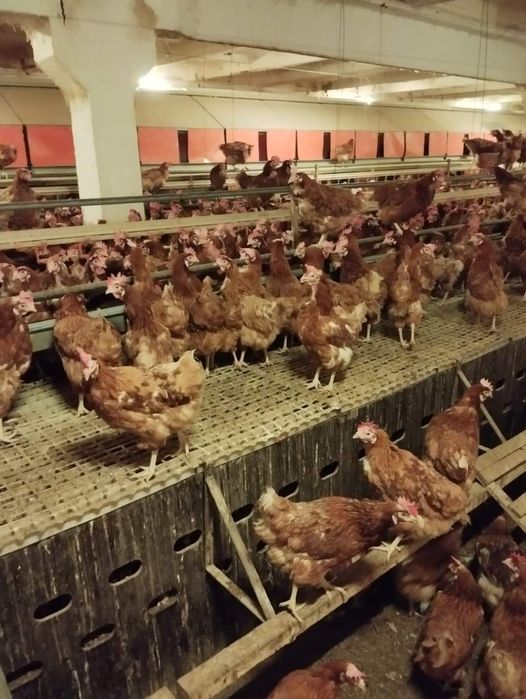 Pui albi și rasa mixta