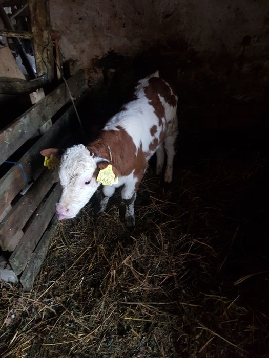 Vițea bălțată romaneasca